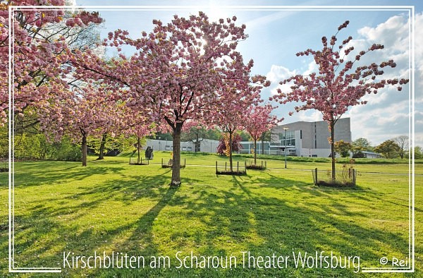 Kirschblten am Scharoun Theater Wolfsburg
