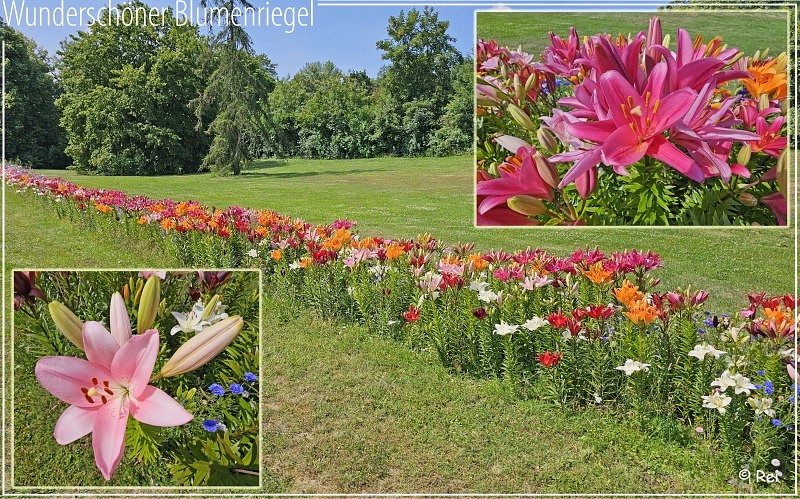 Blumenriegel in der Braunschweiger Str WOB